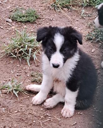 Border colli 8
