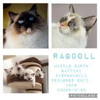 Ragdoll con pedigree