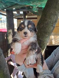 Cuccioli di pastore australiano