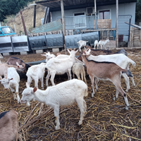 Capretti capre sannen scamosciate