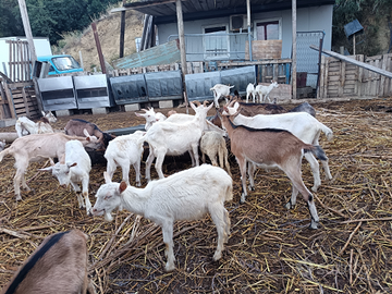 Capretti capre sannen scamosciate