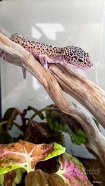 Gechi leopardini
