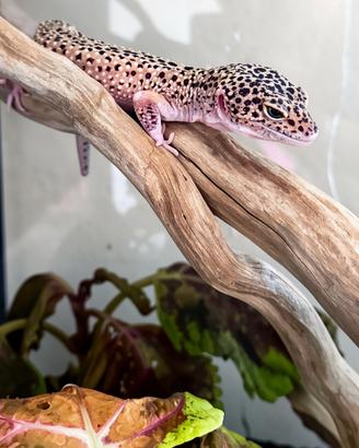Gechi leopardini