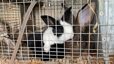 Cuccioli di coniglio