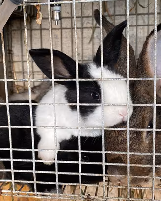 Cuccioli di coniglio