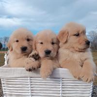 Cuccioli Golden Retriever Linea Americana