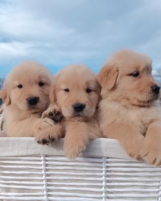 Cuccioli Golden Retriever Linea Americana