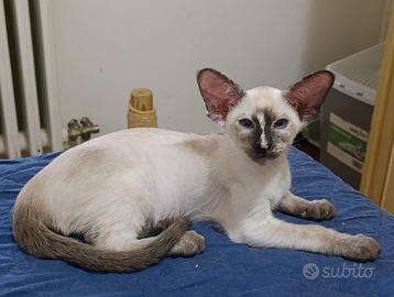 Cucciola siamese 3 mesi