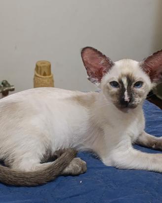 Cucciola siamese 3 mesi