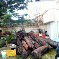 legno di olmo