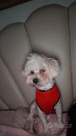 Maltese per monta
