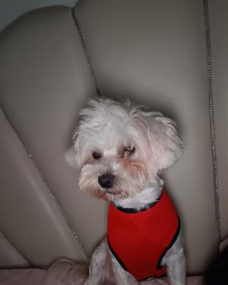 Maltese per monta