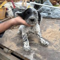 Cucciolo puro setter inglese