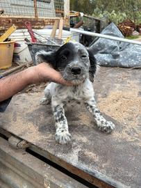 Cucciolo puro setter inglese