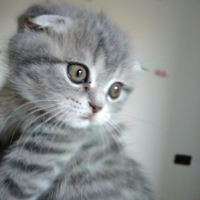 Scottish fold cucciolo