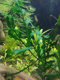 Bolbitis , pianta acquario