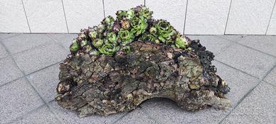 Ceppo legno con pianta Grassa 