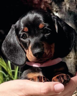 Bassotto cuccioli