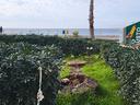 app-sul-lungomare-di-capo-d-orlando-zona-centro