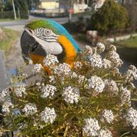 Pappagallo ara arauna