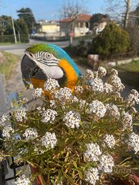 Pappagallo ara arauna