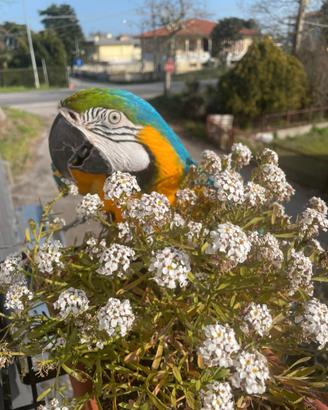 Pappagallo ara arauna