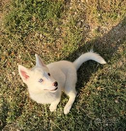 Siberian Husky disponili