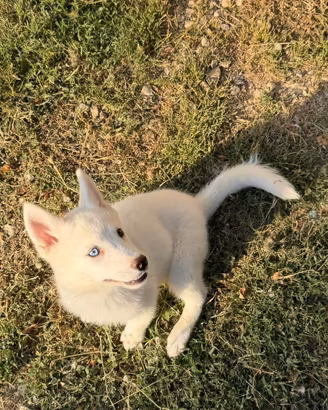 Siberian Husky disponili