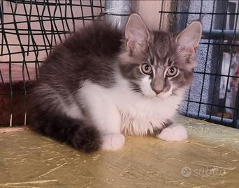 Maine Coon