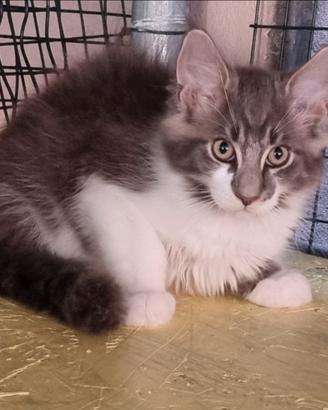 Maine Coon