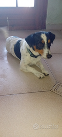 Maschio jack russell