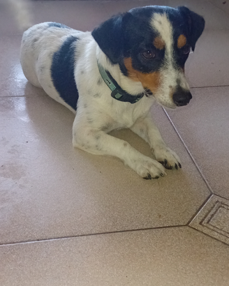 Maschio jack russell