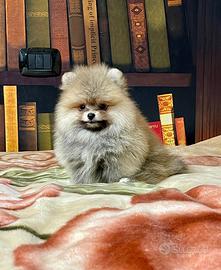Cuccioli Spitz nano Pomerania