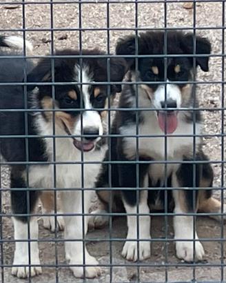 Vendita cuccioli australian shepherd