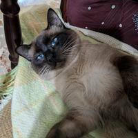 Siamese Seal Point 10 mesi-Gia' castrato
