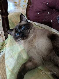 Siamese Seal Point 10 mesi-Gia' castrato