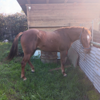 Cavalla quarter horses