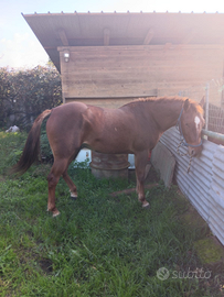 Cavalla quarter horses