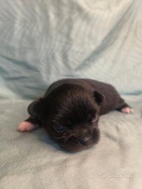 Disponibile ultima cucciola di chihuahua