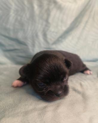 Disponibile ultima cucciola di chihuahua