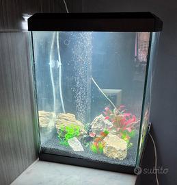 acquario 