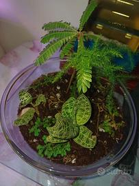 Terrarium come da foto