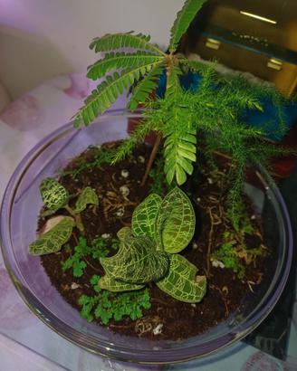 Terrarium come da foto