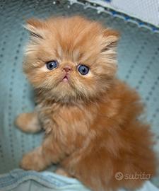 Persiano cucciolo ipertipico