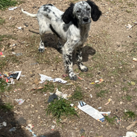 Setter INGLESE