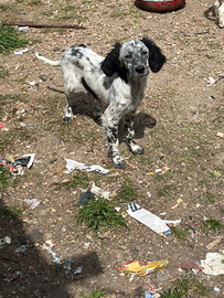 Setter INGLESE