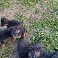 Cuccioli di pastore tedesco