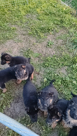 Cuccioli di pastore tedesco