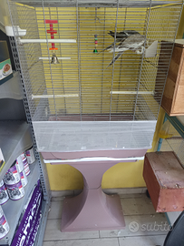 Coppia di calopsite con gabbia