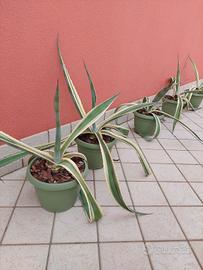 agave variegata 